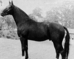 stallion Fernal (Hanoverian, 1976, from Fürst Ferdinand)