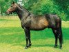 stallion Lagunas xx (Thoroughbred, 1981, from Ile de Bourbon xx)