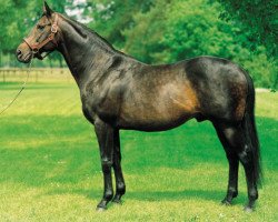 stallion Lagunas xx (Thoroughbred, 1981, from Ile de Bourbon xx)