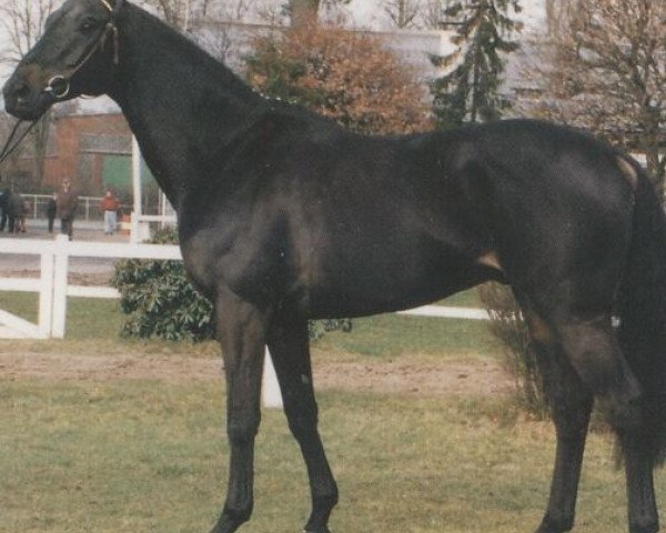 stallion Sugunas xx (Thoroughbred, 1988, from Lagunas xx)