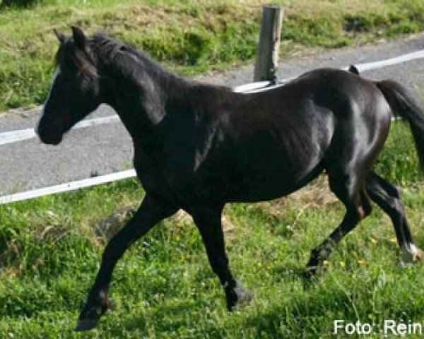 Pferd Percy Pitt (Welsh Partbred, 2010, von Frankenhoeh's Prince Royal)