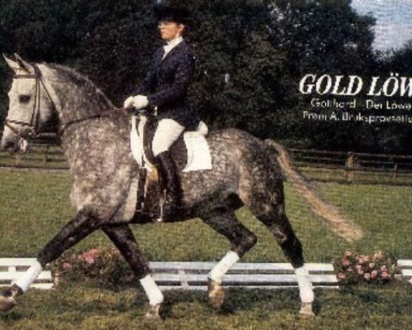 stallion Goldlöwe (Hanoverian, 1977, from Gotthard)