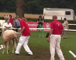 Dressurpferd Perle (Deutsches Classic Pony, 2009, von Cheg Kim's Pure Class)