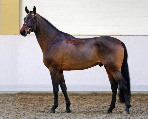 stallion Quirino 6 (Holsteiner, 2006, from Quinar)