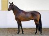 stallion Quirino 6 (Holsteiner, 2006, from Quinar)