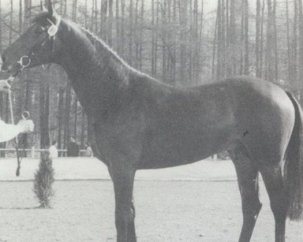 stallion Hercos (Royal Warmblood Studbook of the Netherlands (KWPN), 1989, from Nimmerdor)