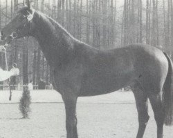 Deckhengst Hercos (KWPN (Niederländisches Warmblut), 1989, von Nimmerdor)