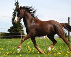 Pferd Frankenhoeh's Secret (Welsh Pony (Sek.B), 2008, von Frankenhoeh's Prince Royal)