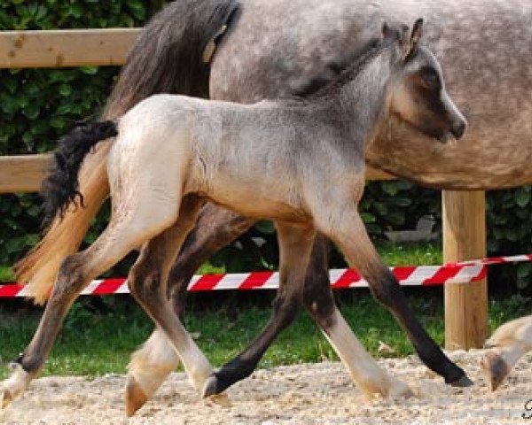 Zuchtstute Frankenhoeh's Melody (Welsh Pony (Sek.B), 2009, von Frankenhoeh's Prince Royal)