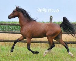 Pferd Surprise von Regentquelle (Welsh Pony (Sek.B), 2009, von Frankenhoeh's Prince Royal)