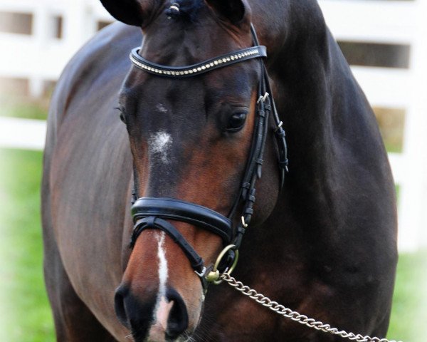 dressage horse Sir Hayfield (Hanoverian, 2007, from Sir Donnerhall I)