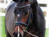 stallion Sir Hayfield (Hanoverian, 2007, from Sir Donnerhall I)