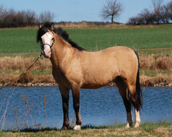 stallion Frankenhoeh's Sunlight (Welsh-Pony (Section B), 2000, from Breeton Dai)