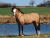 stallion Frankenhoeh's Sunlight (Welsh-Pony (Section B), 2000, from Breeton Dai)