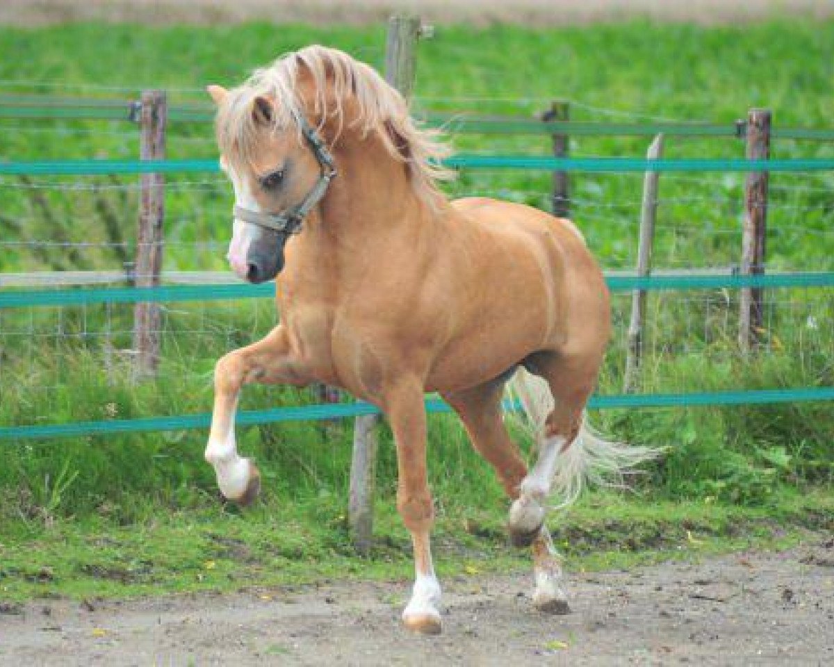 stallion Bryn Storm (Welsh mountain pony (SEK.A), 1987, from Ableton Flame)