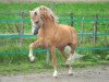 stallion Bryn Storm (Welsh mountain pony (SEK.A), 1987, from Ableton Flame)