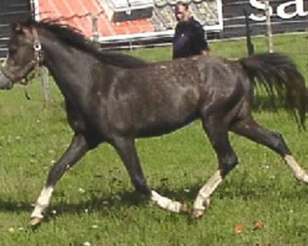 Pferd Frankenhoeh's Peanut (Welsh Pony (Sek.B), 2008, von Frankenhoeh's Prince Royal)