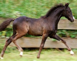 Pferd Frankenhoeh's Black Star (Welsh Pony (Sek.B), 2008, von Frankenhoeh's Prince Royal)