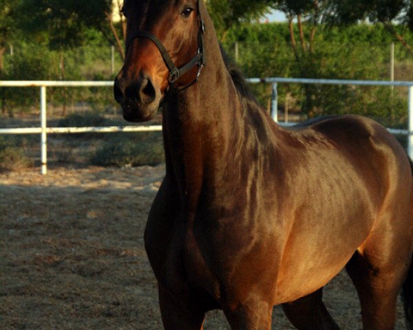 Pferd Calimero 499 (Oldenburger Springpferd, 2004, von Clearway)