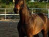 horse Calimero 499 (Oldenburg show jumper, 2004, from Clearway)