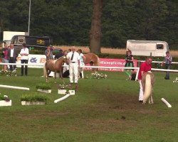 Springpferd Bacopa S (Deutsches Classic Pony, 2009, von Brento)