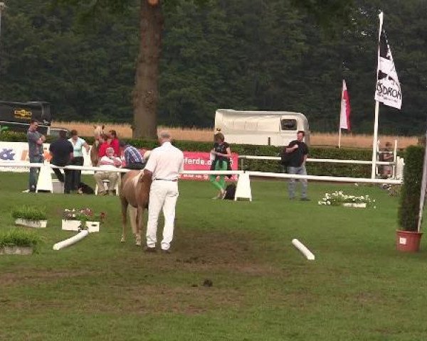 Pferd Chiara (Deutsches Classic Pony, 2009, von Cheg Kim's Pure Class)