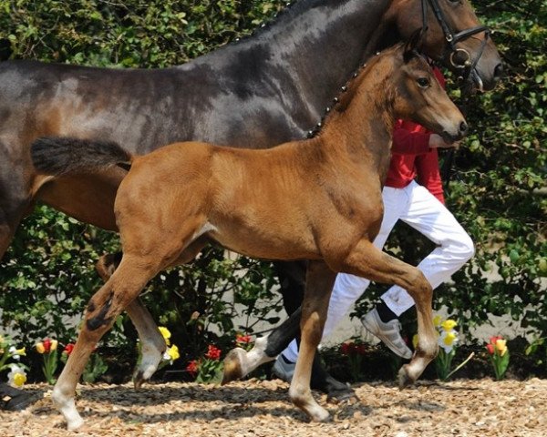 dressage horse Van Olst (Westphalian, 2012, from Vitalis)