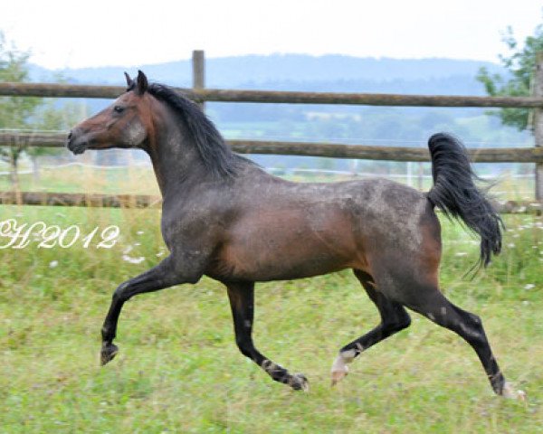 Zuchtstute Nuala von der Frilloranch (Welsh Partbred, 1998, von Nandino 11)