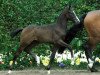 broodmare Cuba Libre V (Westphalian, 2012, from Cornet Obolensky)