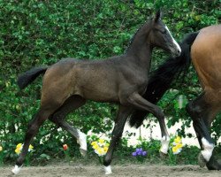 broodmare Cuba Libre V (Westphalian, 2012, from Cornet Obolensky)