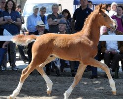 Dressurpferd Start the Game (Westfale, 2012, von Sir Heinrich OLD)