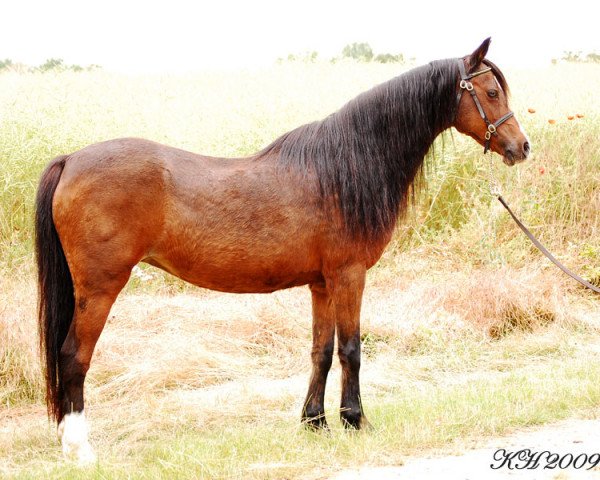 Zuchtstute Slavante's Platelly (Welsh Pony (Sek.B), 1990, von Pendock Plato)