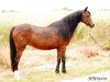 Zuchtstute Slavante's Platelly (Welsh Pony (Sek.B), 1990, von Pendock Plato)