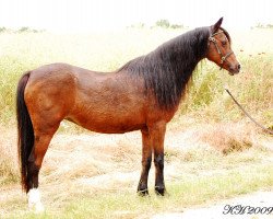 broodmare Slavante's Platelly (Welsh-Pony (Section B), 1990, from Pendock Plato)