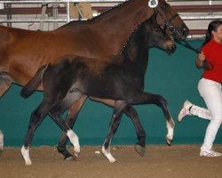 horse The Boss (Rhinelander, 2012, from Boston)