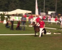 broodmare Chantal S (Shetland Pony, 2009, from Carlo)