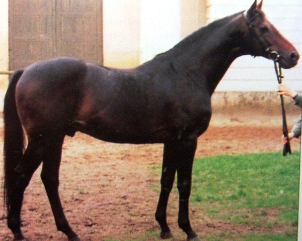 stallion Ibar xx (Thoroughbred, 1982, from Carolus xx)