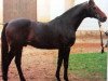 stallion Ibar xx (Thoroughbred, 1982, from Carolus xx)