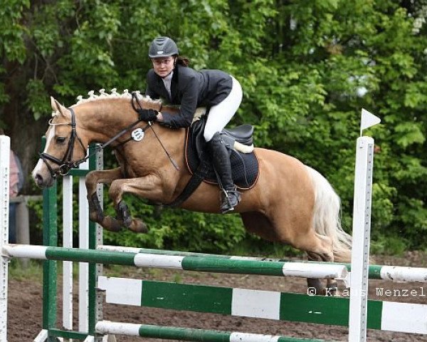 horse Steendieks Terence Hill (German Riding Pony, 2005, from Tilo)