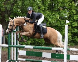 Pferd Steendieks Terence Hill (Deutsches Reitpony, 2005, von Tilo)