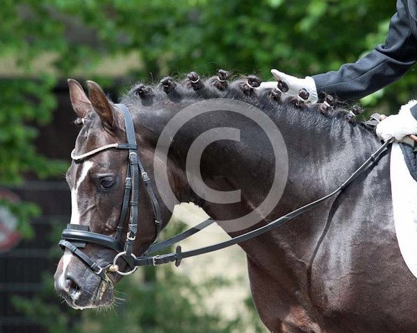 dressage horse Obama 3 (German Riding Pony, 2004, from Othello)