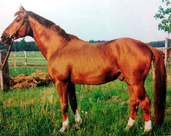 stallion Vers II (Trakehner, 1975, from Neujahr)