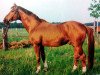 stallion Vers II (Trakehner, 1975, from Neujahr)