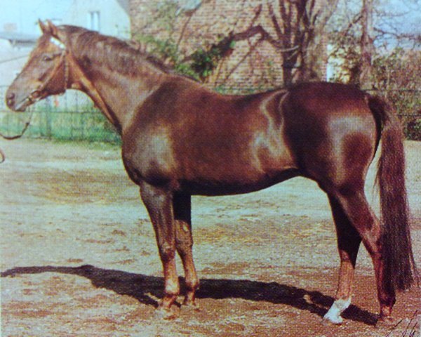 stallion Humor (Trakehner, 1973, from Ralf)