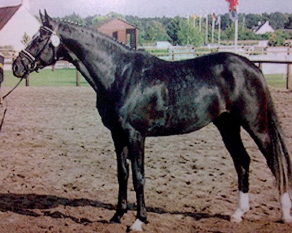 Pferd Olymp (Trakehner, 1997, von Liebestraum)