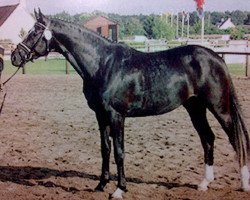 horse Olymp (Trakehner, 1997, from Liebestraum)