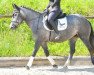 dressage horse Schneeflocke (Polish Warmblood, 2017)