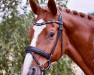 dressage horse Lord Friedrich 2 (German Sport Horse, 2008, from Lord Fantastic)