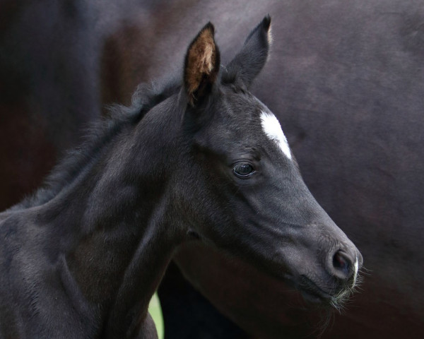 dressage horse Bon black fairy (Hanoverian, 2022, from Bon Courage 4)