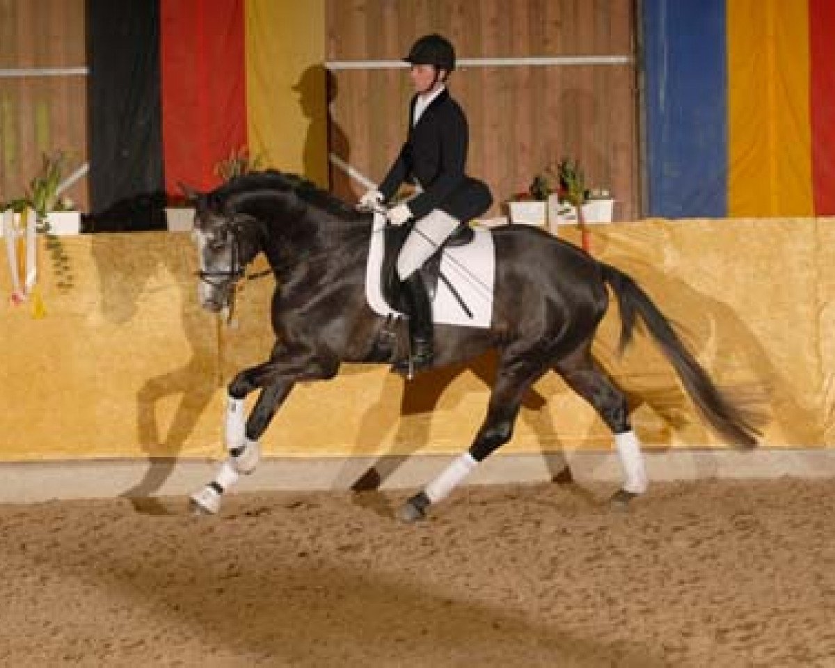 Deckhengst Herzglanz (Trakehner, 2004, von Schiffon)